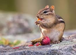 You may have seen pictures of cartoon chipmunks with bulging cheek pouches! Chipmunk Eating A Berry Photograph By Sarah Keates