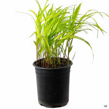 Image result for Microchloa afra