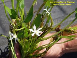 Image result for Heteranthera