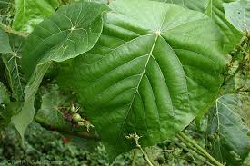 Image result for Macaranga schweinfurthii