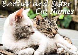 Food names for male cats. The 100 Best Brother And Sister Cat Names Cat Mania