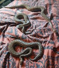 Image result for Dissotis anchietae