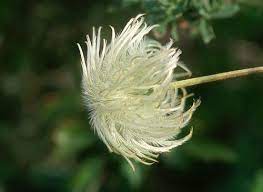 A clematis (clematis lasiantha) of california. Chaparral Clematis Clematis Lasiantha