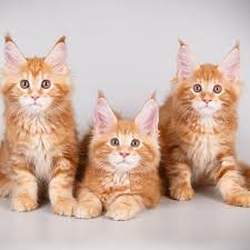 Sama halnya dengan manusia, kucing ini juga memerlukan makanan dengan kandungan nutrisi yang seimbang di dalamnya. 3 Jenis Kucing Lucu Untuk Peliharaan Pertama Kali Di Rumah Ragam Bola Com
