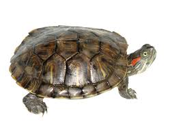 Red Eared Slider Care Sheet