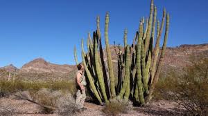 Berries may spend only 12 minutes in the intestine and a at organ pipe we are thankful for all the staff, volunteers, and partners that work tirelessly to keep our monument operating. Stenocereus Stock Video Footage 4k And Hd Video Clips Shutterstock