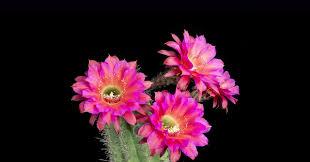 If it gets really hot (90f+) consistently in march, the cacti will follow suit and bloom earlier, too, unless there are still cold nights. Mesmerizing Time Lapse Gifs Of Cacti Flowers In Bloom Wired
