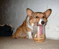 Dear God From The Dog Edn