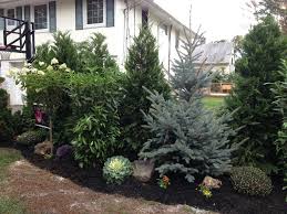 Image Result For Mixed Evergreen Privacy Screen Screen Plants Privacy Landscaping Evergreen Trees For Privacy