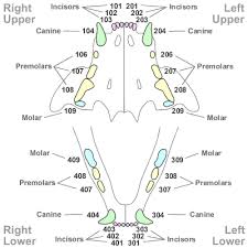 Tooth Numbering In Other Species