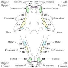 Tooth Numbering In Other Species