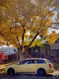 Image result for Imola Yellow 2006 Audi