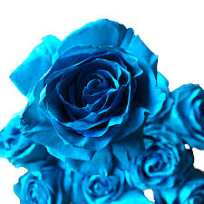 These flowers are widely used in all kinds of decors and arrangements, whether it is a birthday party, an official event or a wedding. Turquoise Tinted Roses Unique Flowers Flower Explosion Online