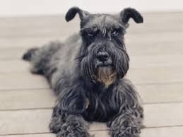 Look at pictures of schnauzer (miniature) puppies who schnauzer (miniature) appearance. Miniature Schnauzer Full Profile History And Care