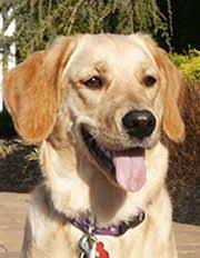 Relieving the pain and treating the bone tumor. 22 Dog Ideas Dog Cancer Canine Cancer Dogs