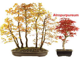 Piante giapponesi in vendita in giardino e fai da te: Cura Del Bonsai Di Acero Palmato Bonsaischule Wenddorf