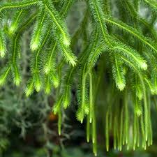 Image result for Huperzia bampsiana