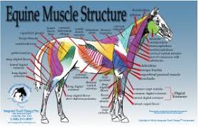 Horse Massage Therapy Equine Massage Workshops Animal Pet