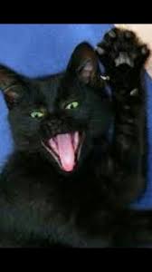 demir atik adli kullanicinin kediler cats panosundaki pin cats kedi