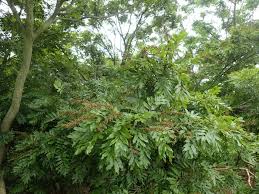 Image result for Millettia bussei