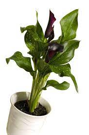 For a head start, you can plant the rhizomes in pots indoors about a month before planting them into the garden. What You Must Know About Potted Calla Lily Care Gardenerdy Calla Lily Bulbs Black Calla Lily Calla Lily Flowers