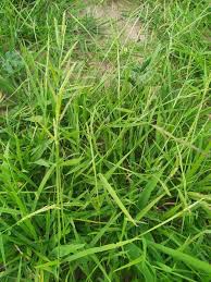 Image result for Urochloa panicoides