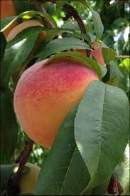 We did not find results for: Fertilization Of Peach Trees Home Garden Information Center
