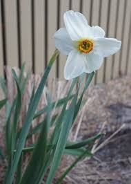 Narcissus Actaea A Poet S Narcissus Spring Flowers Birthday Flowers Flowers