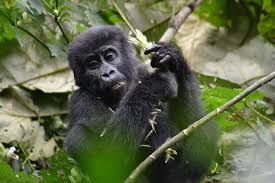Royalty Free Baby Monkey Photos Free Download Pxfuel