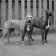 Presa Canario Irk Ozellikleri Ve Karakteri Petyasam