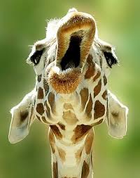 Roar Do Giraffes Even Make Noise I Mean I D Assume They Do But Hey I Ve Never Heard One Before Animals Cute Animals Giraffe