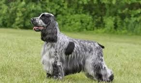 Maybe you would like to learn more about one of these? What Are The Different Types Of Cocker Spaniels Quora