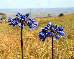 Image result for Agapanthus inapertus