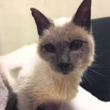Meet Scooter The World S Oldest Cat