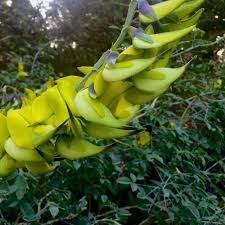 Image result for Crotalaria agatiflora