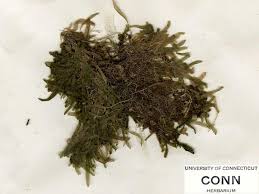 Image result for Utricularia subulata