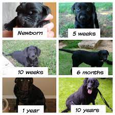 Thought Of The Day Dogs Dogs Are A Really Amazing Eye Opener For Us Humans Because Their Lives Are Compressed Into Such A S Cute Animals Cute Puppies Dogs