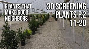 Plant any of these varieties for a hedge that will block out the neighbours and provide privacy. 30 Screening Or Border Plants P 2 Plants That Make Great Neighbors Youtube