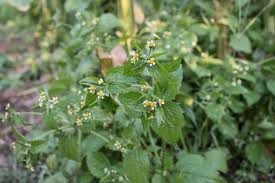 Image result for Galinsoga parviflora