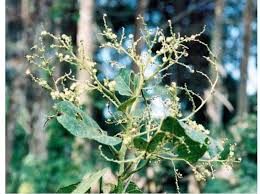 Image result for Pycnostachys ruandensis