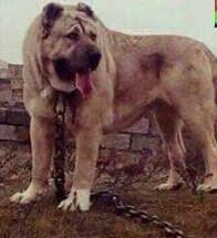 Pin By Zeki Dasci On Atlar Kopekler Kedilr Vs Kangal Dog Large Dog Breeds Giant Dogs