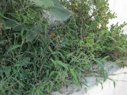 Image result for Digitaria velutina