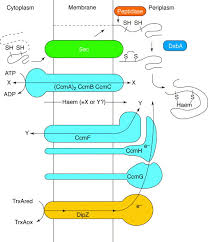 They are the site of the krebs cycle, where the oxidation of organic molecules releases usable energy. Contrasting Routes Of C Type Cytochrome Assembly In Mitochondria Chloroplasts And Bacteria Trends In Biochemical Sciences