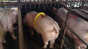 Do not throw your pearls before pigs. Kontrolle Der Rausche Bei Problematischen Jungsauen Und Sauen Artikel 3drei3 De Alles Uber Schweine