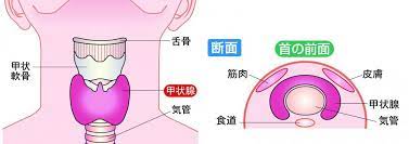 甲状腺とは何か 甲状腺の腫れやしこり 甲状腺の病気について専門の伊藤病院院長が解説 カラダネ 病院 甲状腺 院長