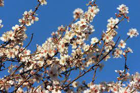 Maybe you would like to learn more about one of these? Cuando Empieza La Primavera 2021 Dia Y Hora Del Equinoccio Ciencia