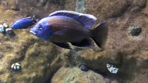 Youtube In 2020 Fish Pet Fish Video Ads