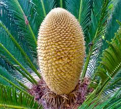 Image result for Cycas