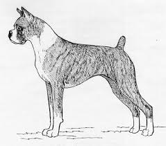 How for pulling faces rauschenberg and johns cowboychristmasdvd 3 different people adesa atlanta run list mp3+g toolz 2.0.9 xbox one and. Breed Standards Boxer United Kennel Club Ukc