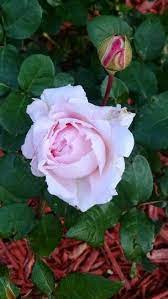 First Crush Fragrant Rose From Lowes